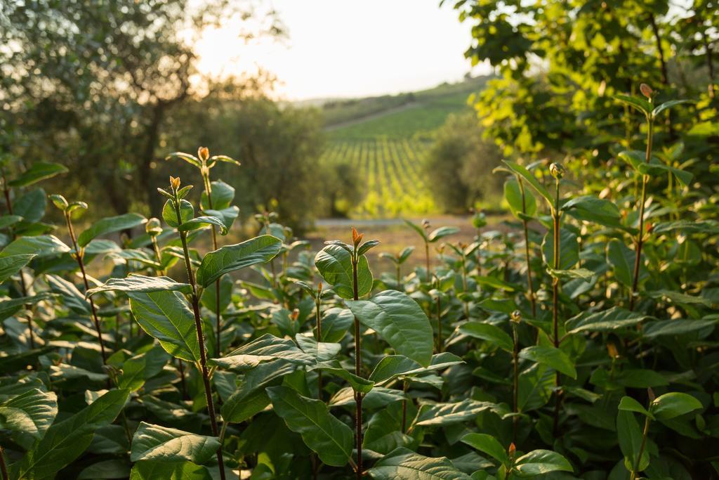 Tenuta Di Monaciano Ponte A Bozzone Zewnętrze zdjęcie