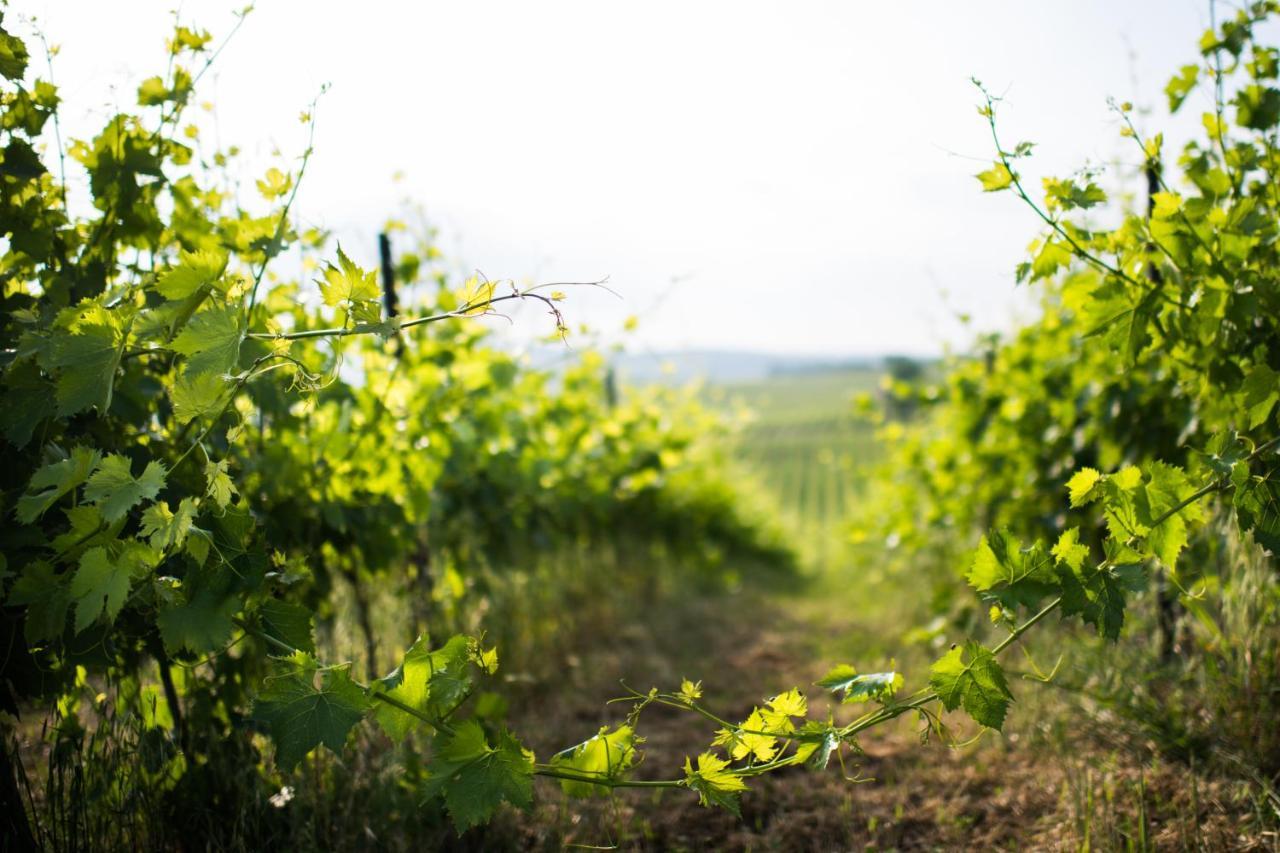 Tenuta Di Monaciano Ponte A Bozzone Zewnętrze zdjęcie